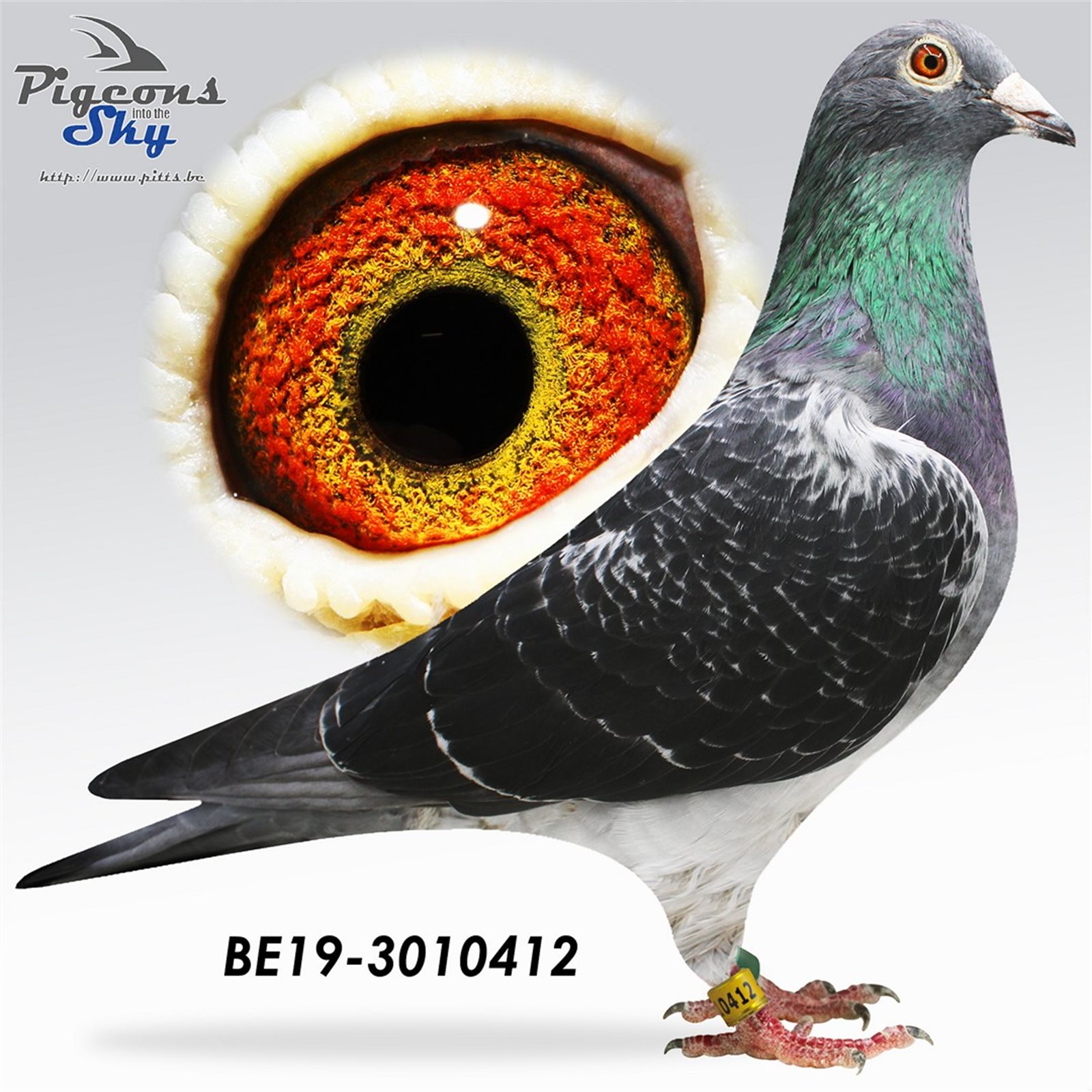 B 19 3010412 M