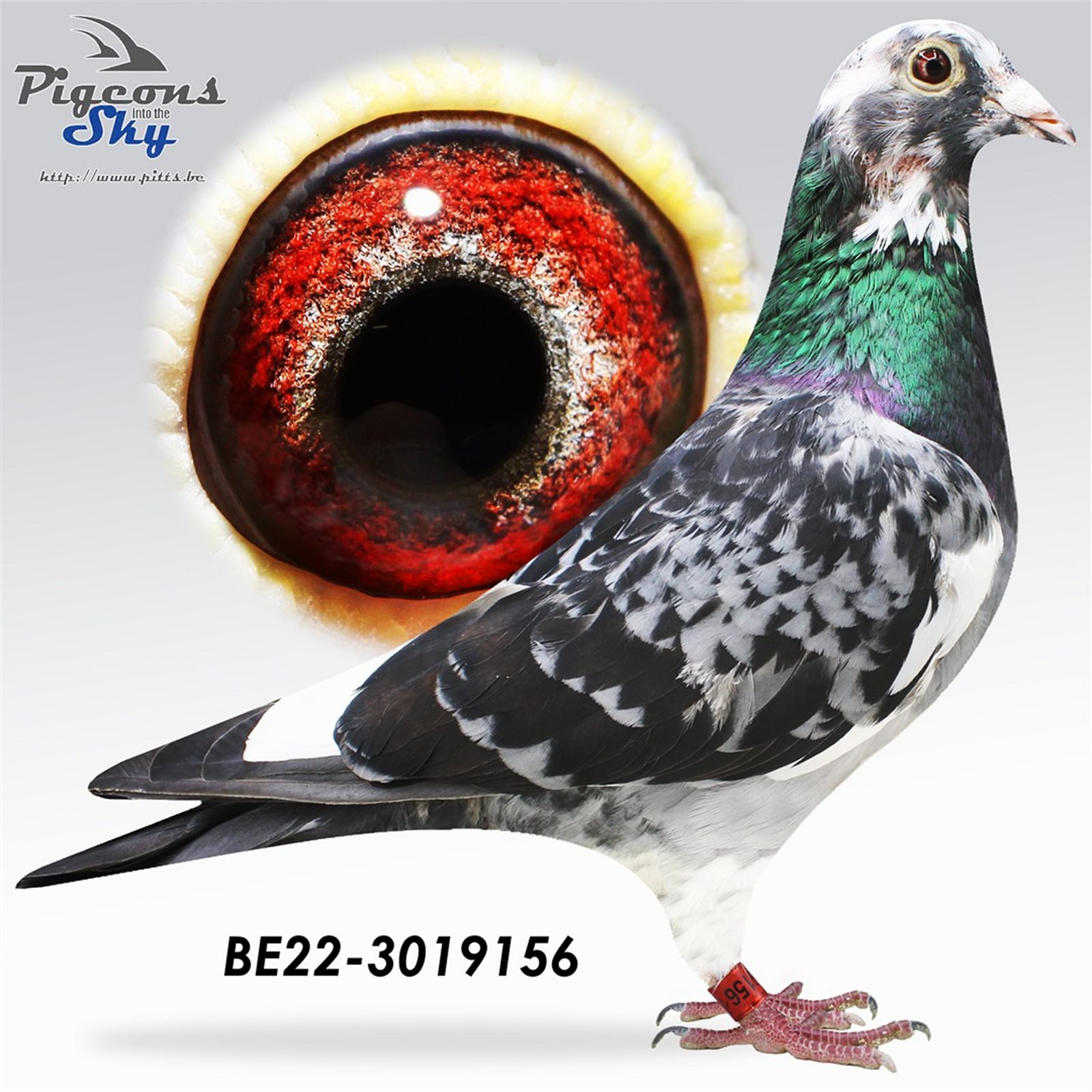 B 22 3019156 F