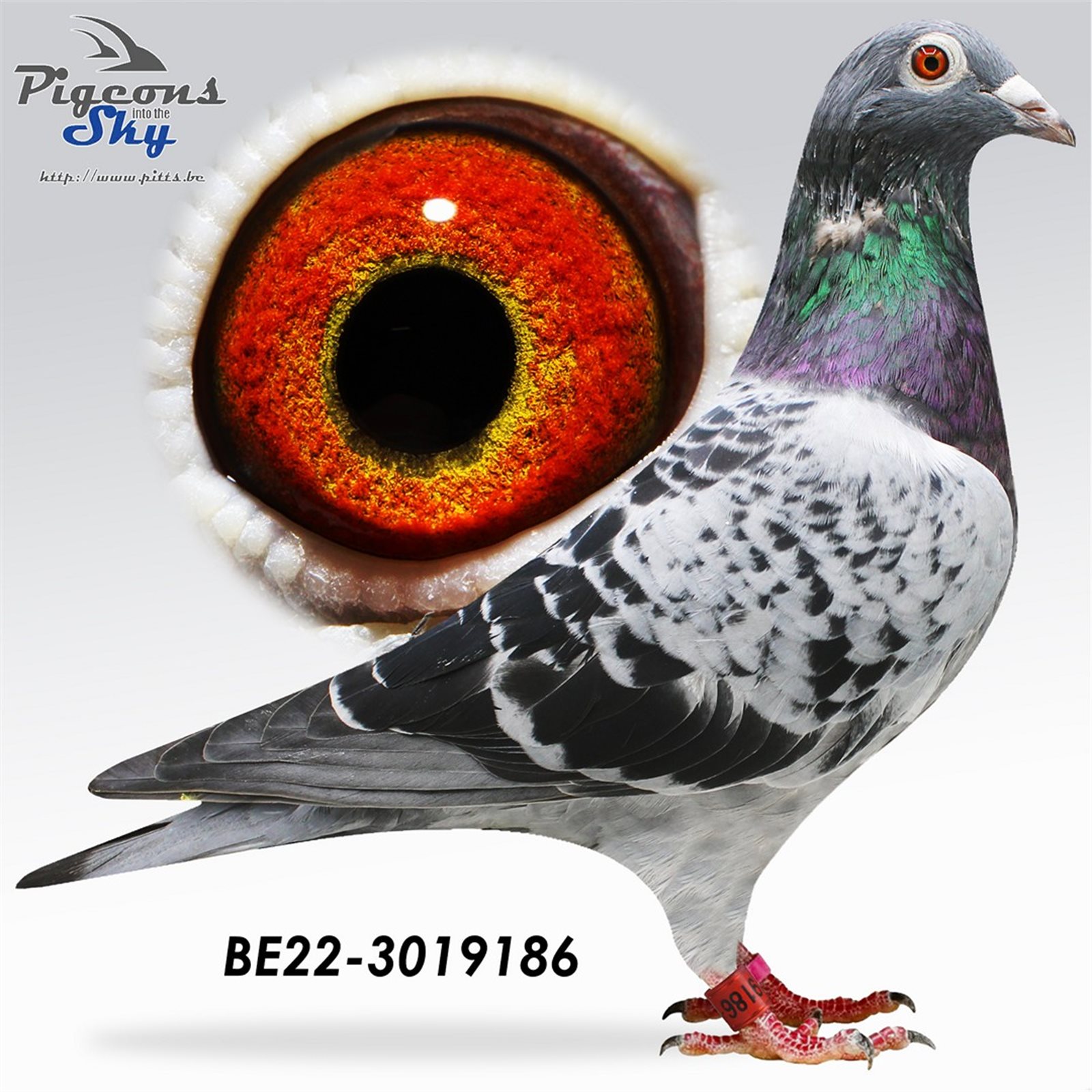 B 22 3019186 F