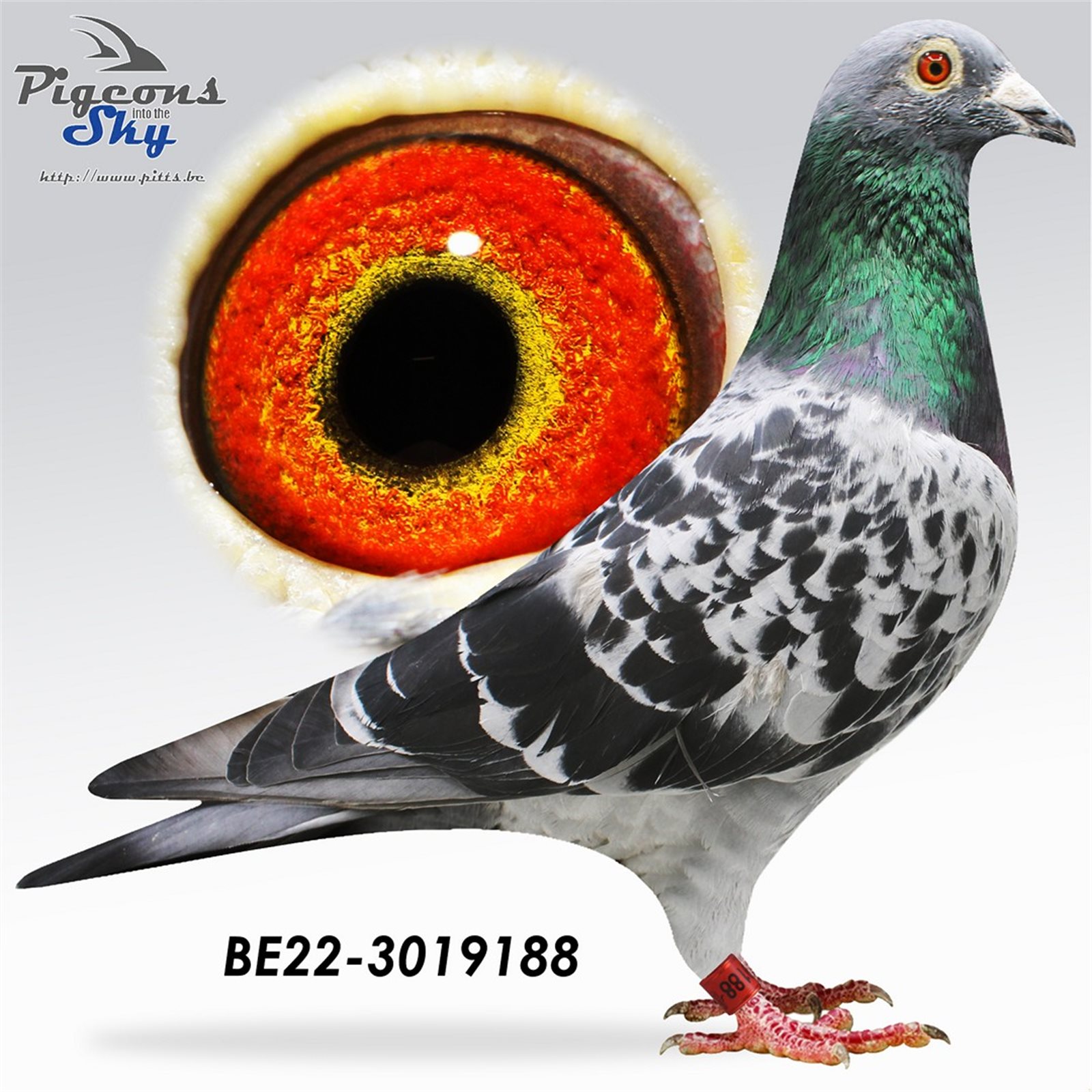 B 22 3019188 M