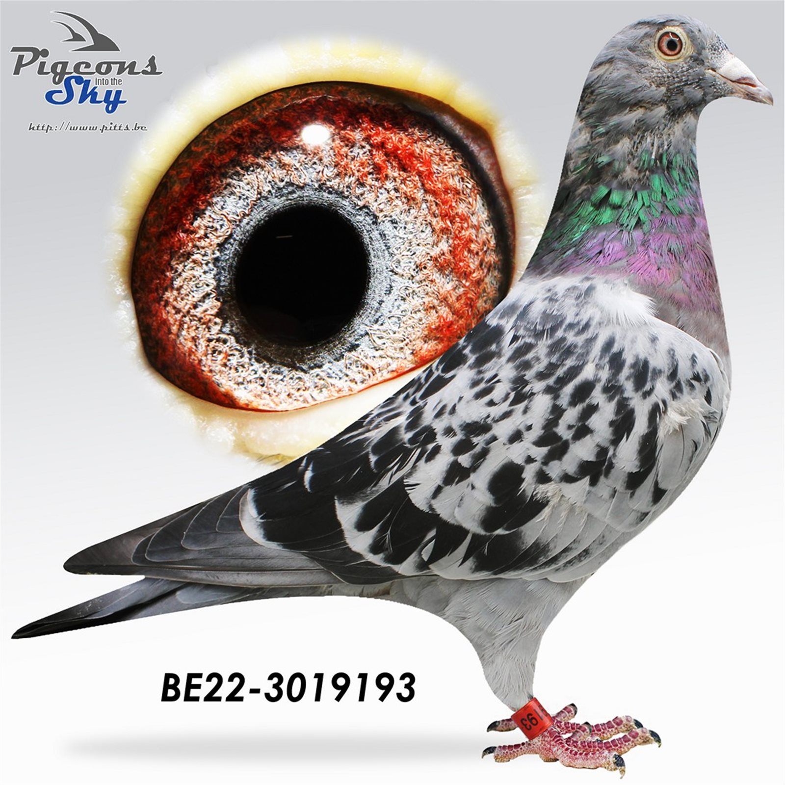 B 22 3019193 F
