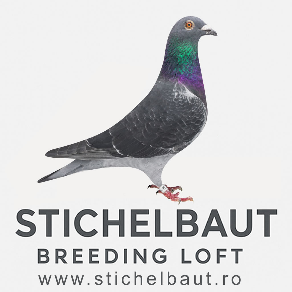 LOGO STICHELBAUT